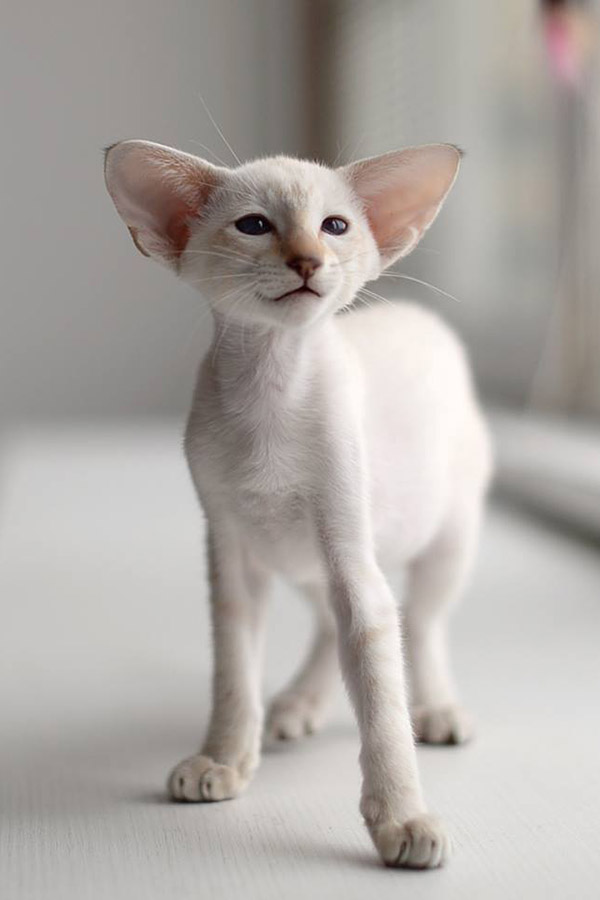 выставка котиков